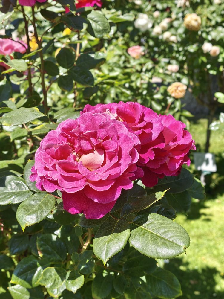 Xiaomi 17T Pro review: uitstekende camera, enorme accu en één opvallend nadeel