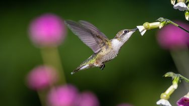Kolibrie voor drone