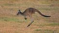 Kangoeroes springen maar dat was vroeger heel anders