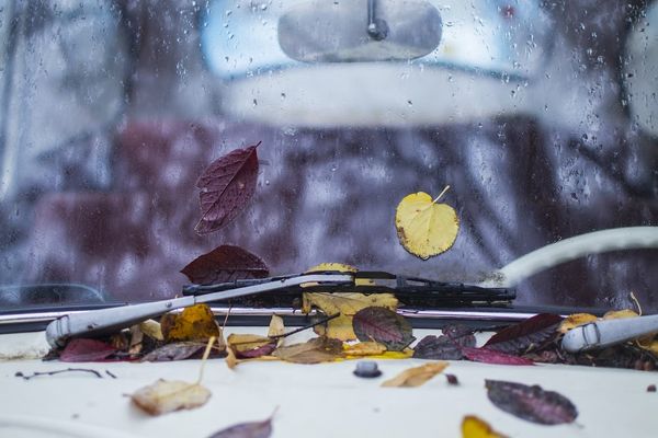herfst, bladeren, auto