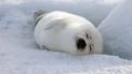 Zadelrob harp seal dieren