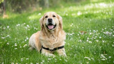 Action heeft ideaal goedkoop gadget voor mensen met huisdieren