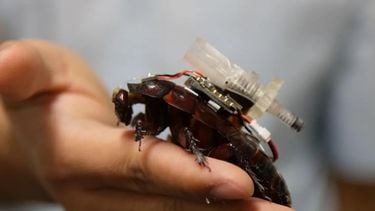 Deze cyborg-kakkerlak kan slachtoffers redden na een ramp