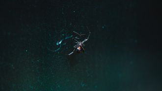 Zwarte weduwe ontketent een brute spinnenoorlog, maar waarom?