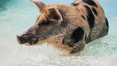 Superieure varkens zijn zo intelligent dat ze een groot probleem vormen