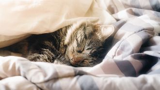 Deze geheime iPhone-instelling lost jouw slaapproblemen op