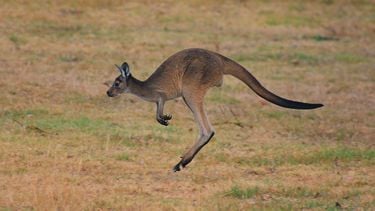Kangoeroes springen maar dat was vroeger heel anders