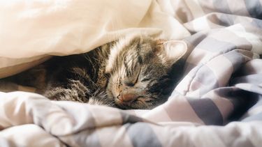 Deze geheime iPhone-instelling lost jouw slaapproblemen op