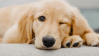 iPhone krijgt de ideale functie voor mensen met huisdieren Apple