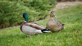 Google vs. DuckDuckGo: is 2025 het jaar om over te stappen?