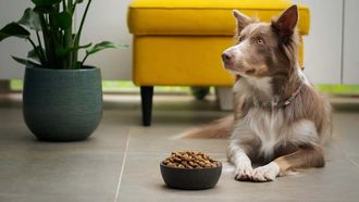 Veganistisch dieet voor honden.