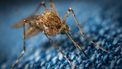 muggen, wetenschap
