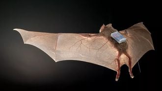 Een vleermuis met dulog