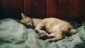 kat in bed wetenschappelijk onderzoek